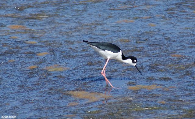Black-necked Stilts
